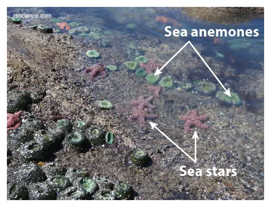 Tidepool-sea-star-sea-anemone