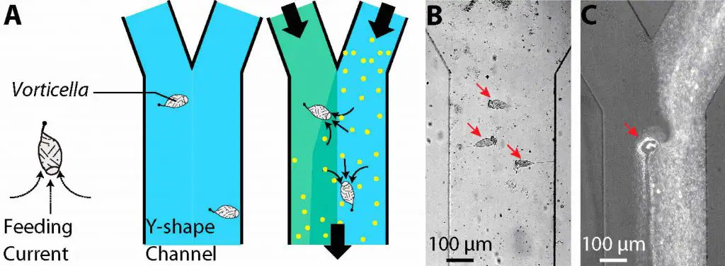 Vorticella-as-a-microfluidic-mixer