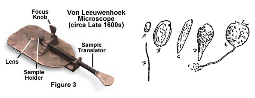 Vorticella-by-Leeuwenhoek