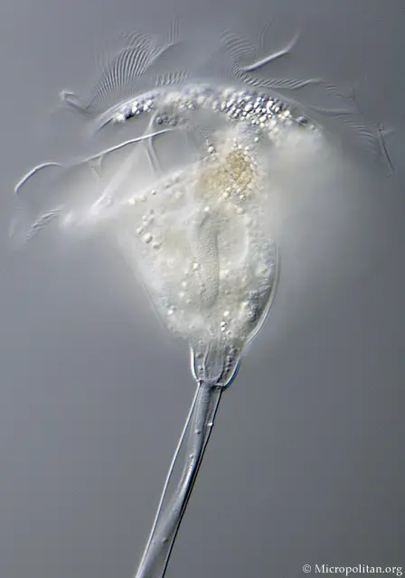 Vorticella-cilia
