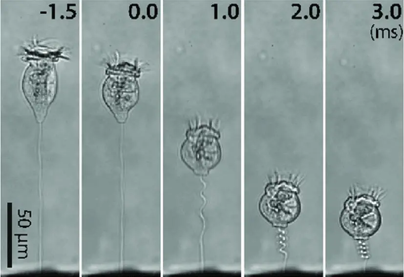 Vorticella-contraction