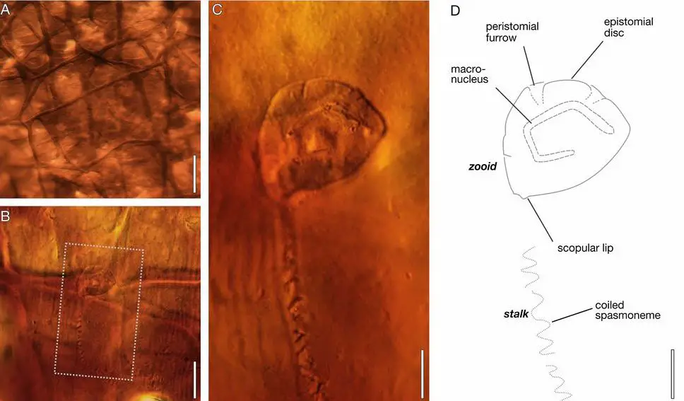 Vorticella fossil