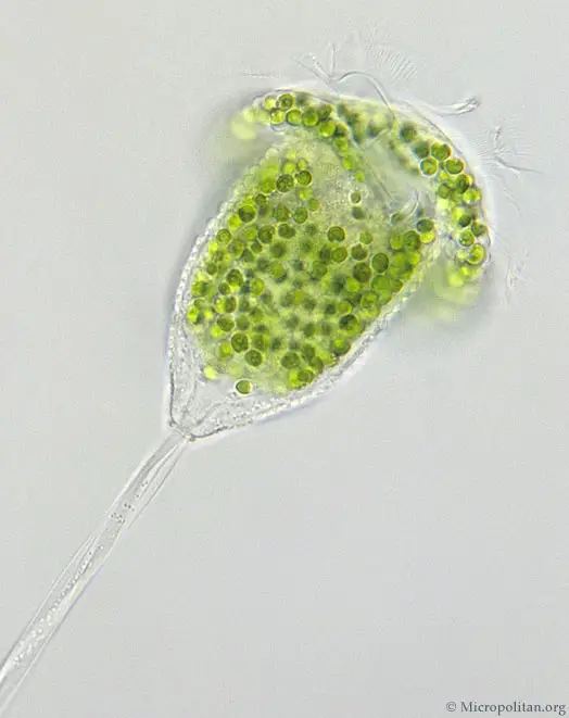 Vorticella-green-algae