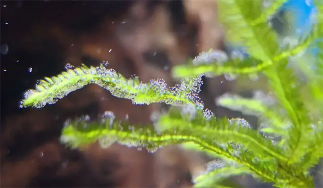 Vorticella-on-plants