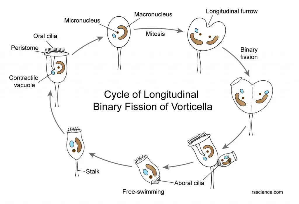 Vorticella-reproduction-longitudinal-binary-fission