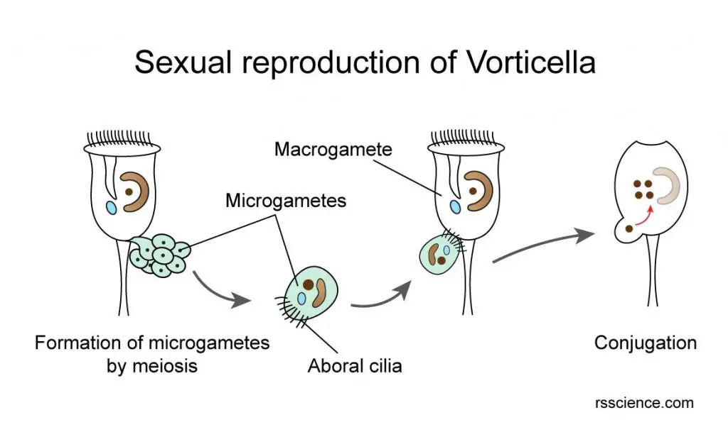 Vorticella-sexual-reproduction