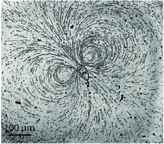 Vorticella-vortex-water-flow