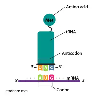 anticodon-UAG-on-the-tRNA-Met