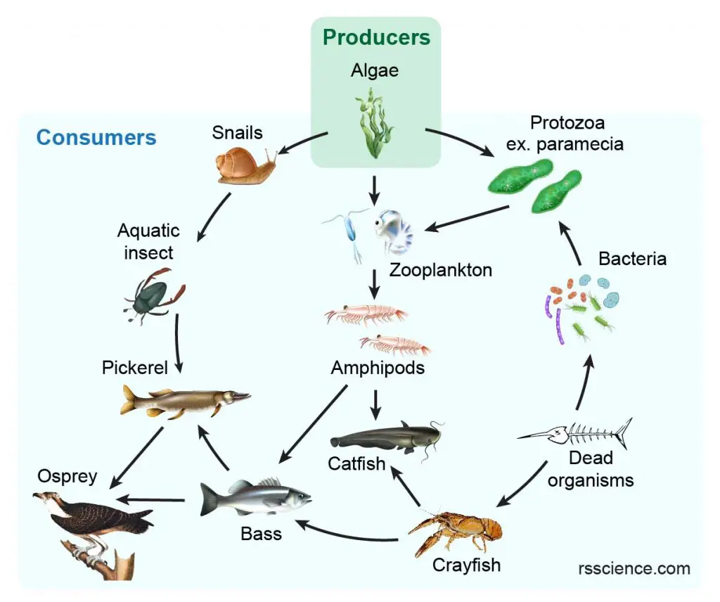 Autotrophs vs. Heterotrophs Definition and Examples Rs Science