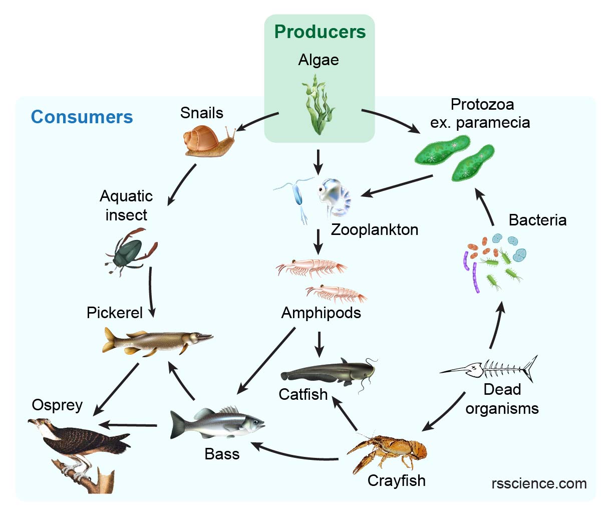 Autotrophs vs. Heterotrophs Definition and Examples Rs' Science