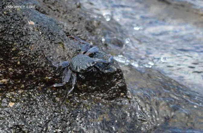 black-crab