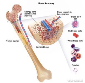 White blood cells – Types, Biology, and Observation under the Microscope
