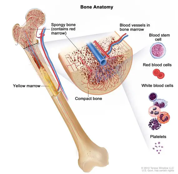 blood-cell-bone-marrow