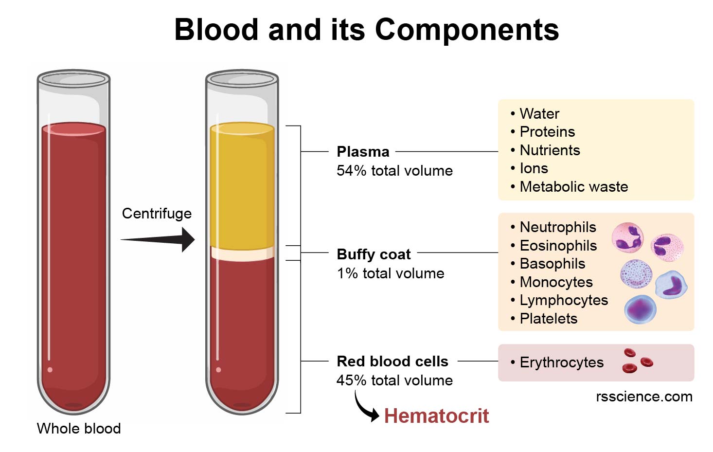 Red Blood Cells – Definition, Biology, and Observation under the Microscope