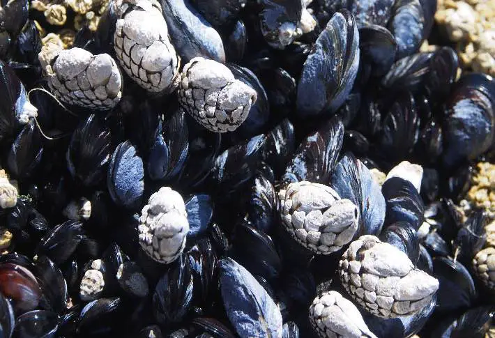 blue-mussels-and-barnacle