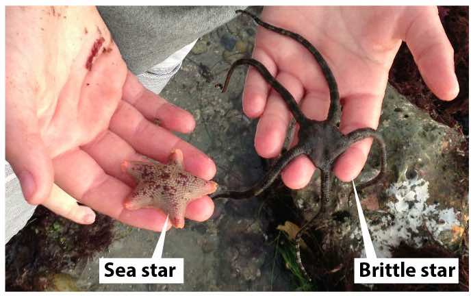 brittle-stars