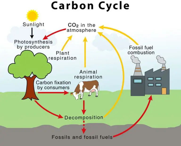 Autotrophs vs. Heterotrophs – Definition and Examples - Rs' Science