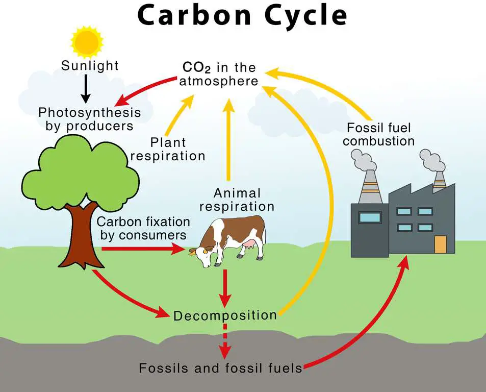 carbon-cycle-photoautotrophs