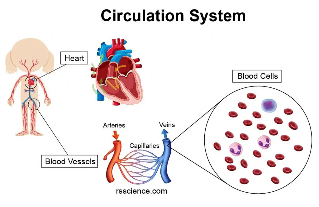 circulation-system