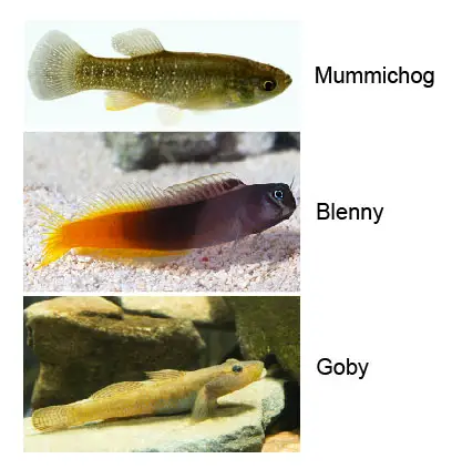 common-tidepool-fish