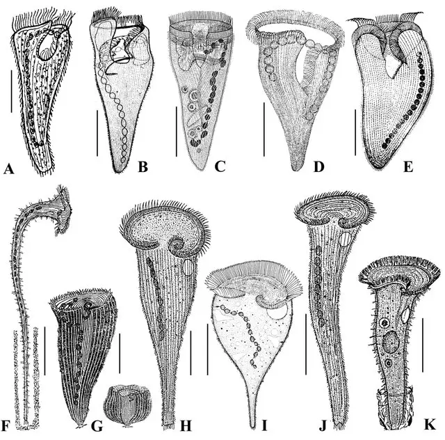 different-Stentor-species