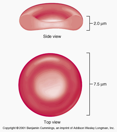 dumbbell-shaped-red-blood-cells