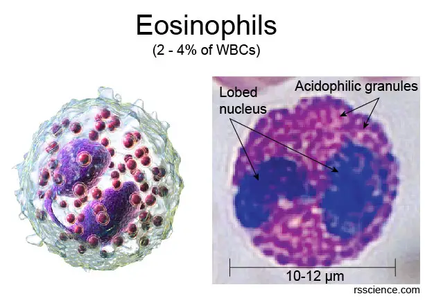 eosinophils