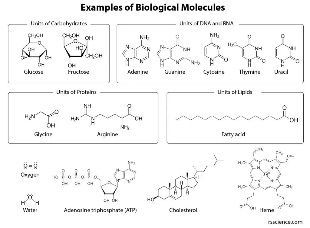 examples-of-biological-molecules