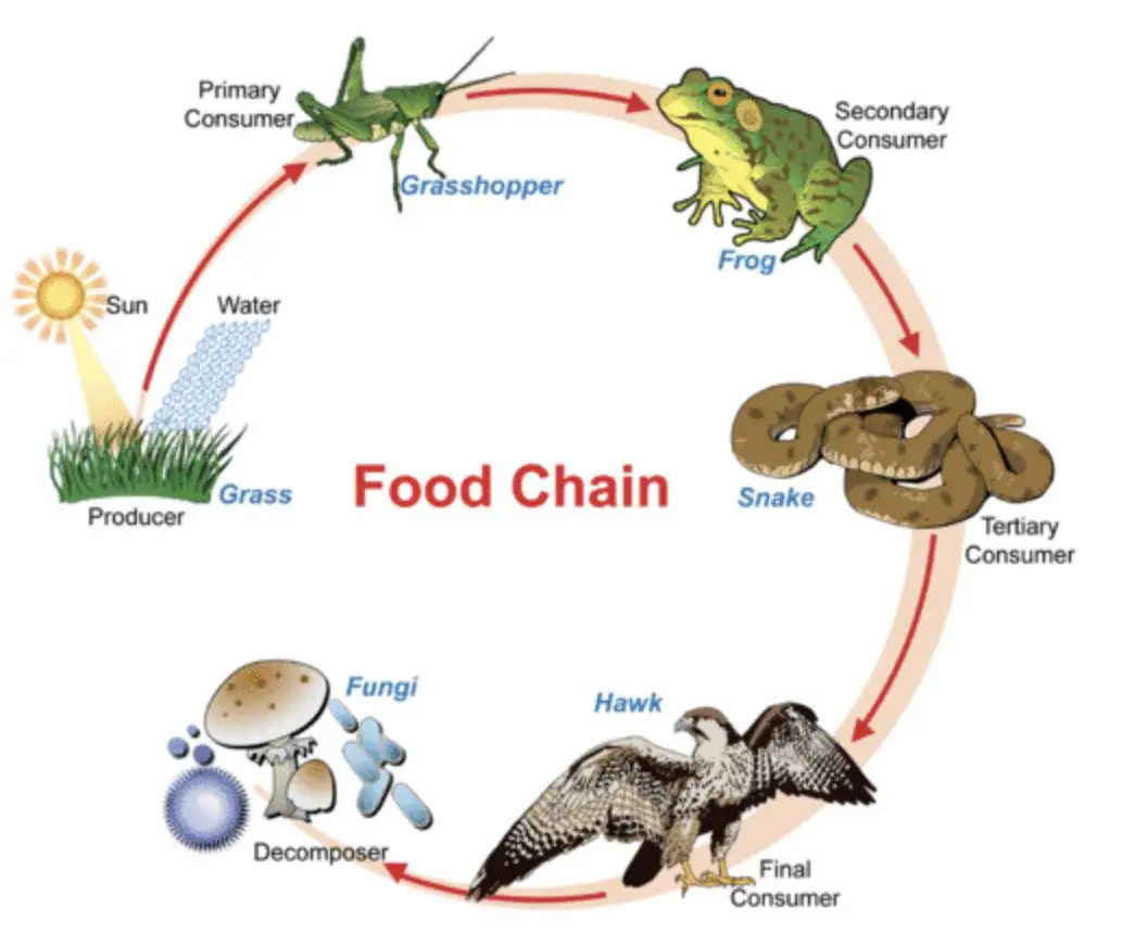 Autotrophs vs. Heterotrophs – Definition and Examples Biology Diagrams
