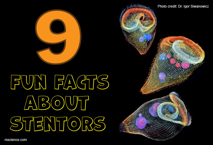 fun facts about Stentors