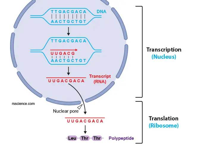 gene-expression-transcription-translation