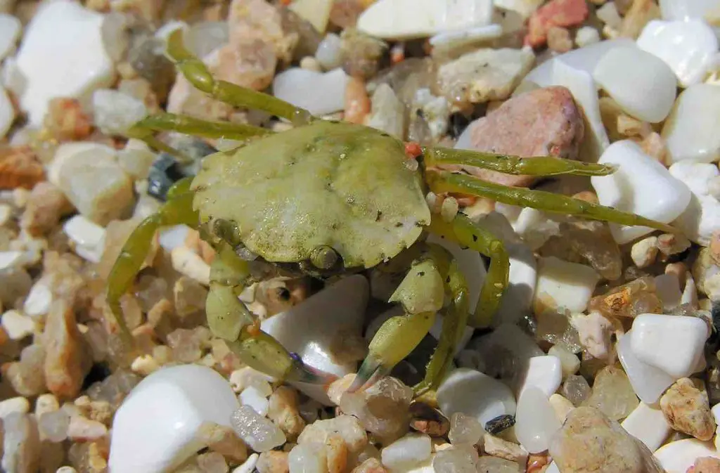 green-crab