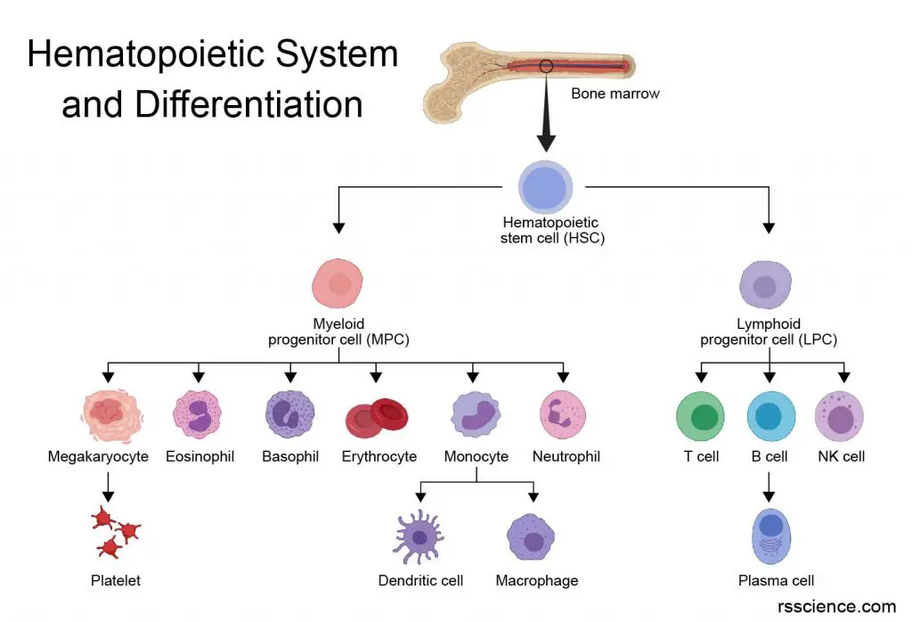 hematopoietic-stem-cells-differentiation
