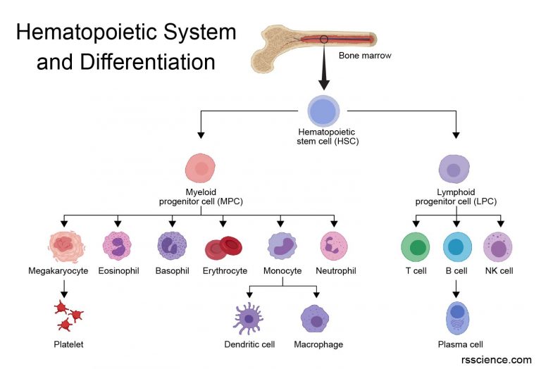 White blood cells – Types, Biology, and Observation under the Microscope