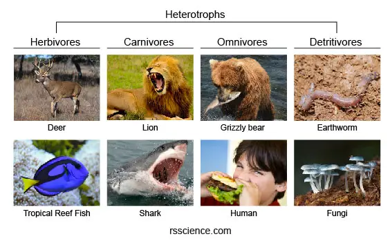 Autotrophs vs. Heterotrophs Definition and Examples Rs Science