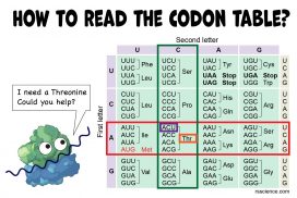 how to read the codon table