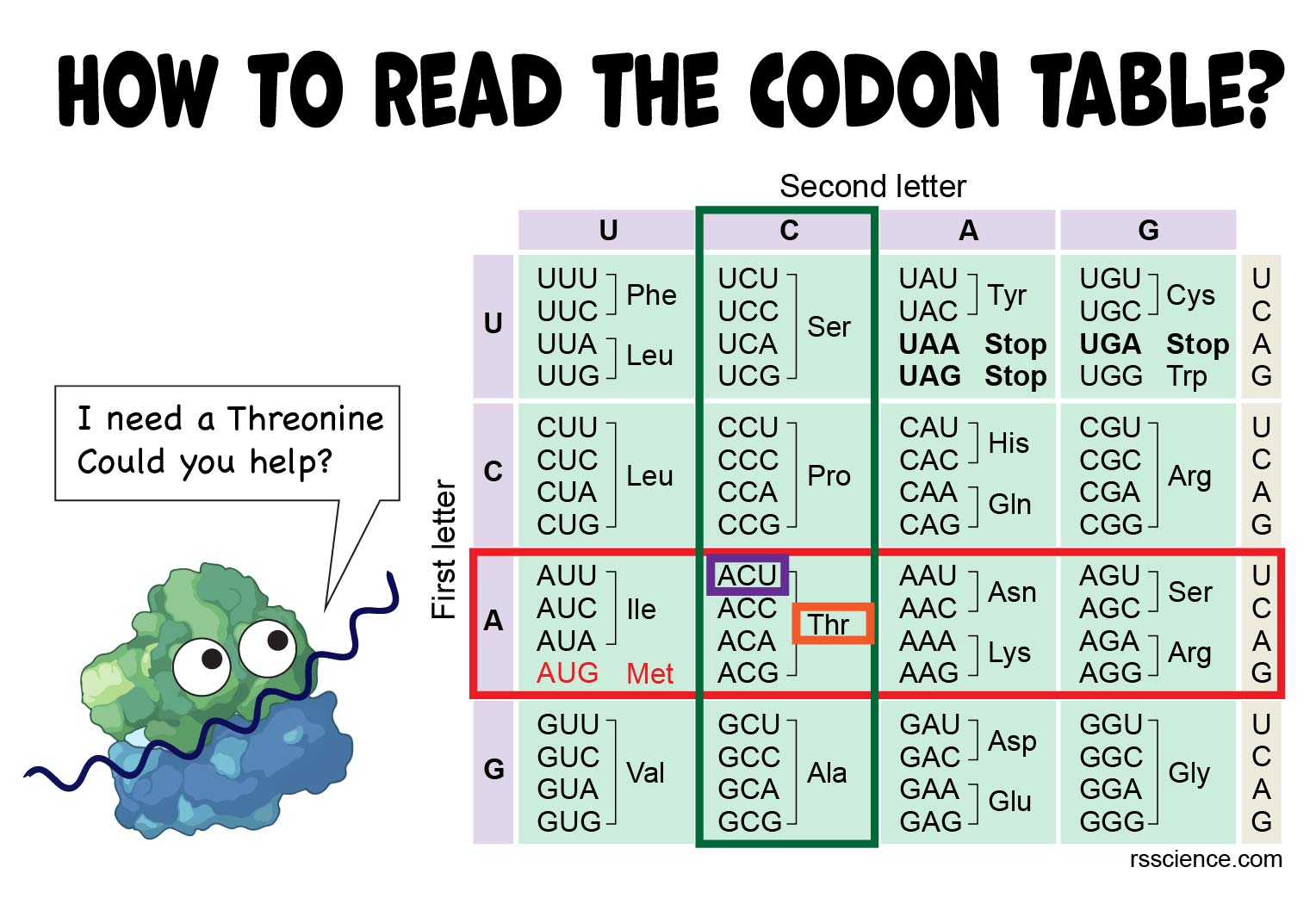 codon chart dna to mrna