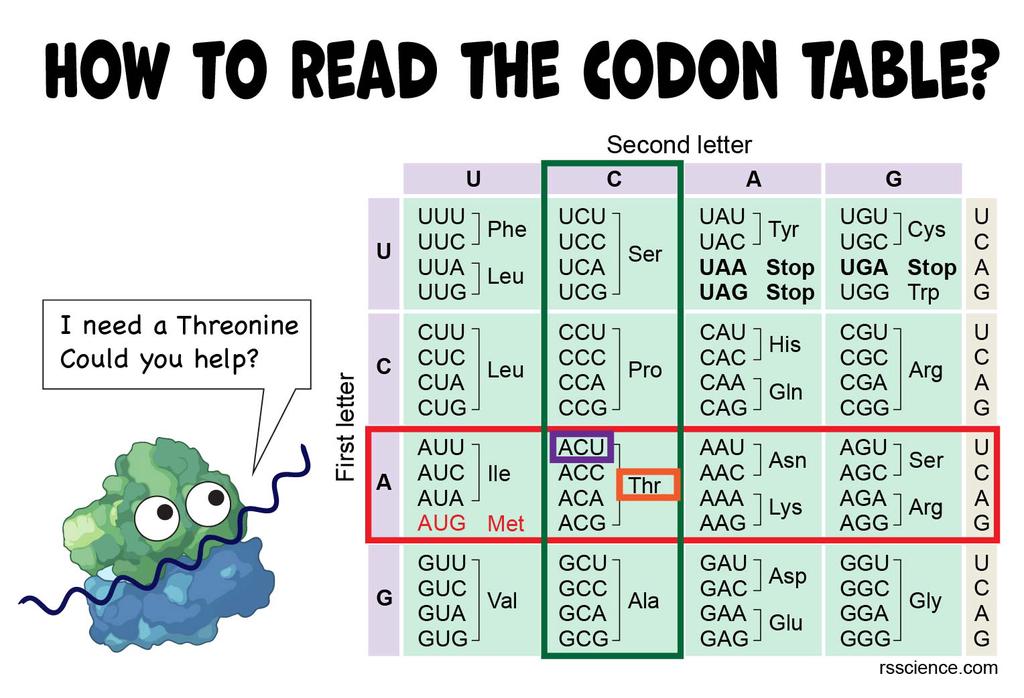 how to read the codon table