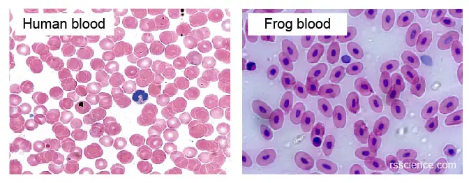 mammalian-red-blood-cell-no-nucleus