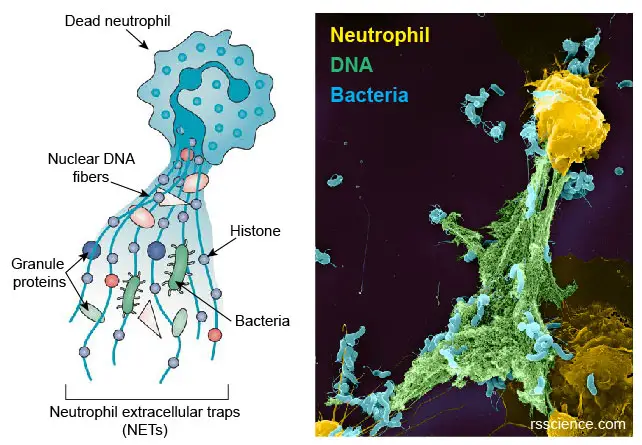 neutrophil-extracellular-traps