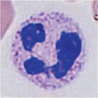 neutrophil
