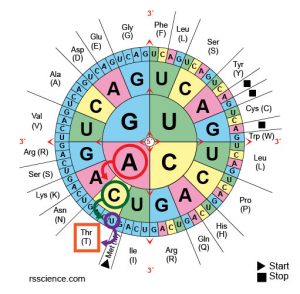 How to Read the Amino Acids Codon Chart? - Genetic Code and mRNA ...