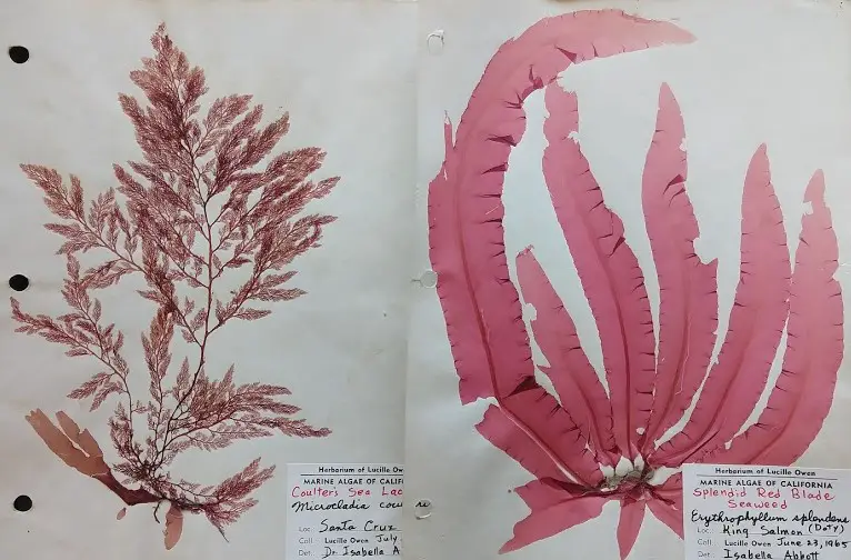 red-algae-pressed