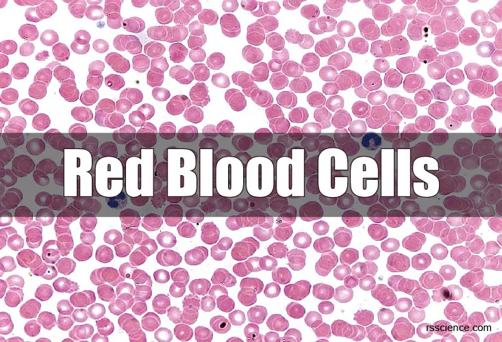 red blood cells cover