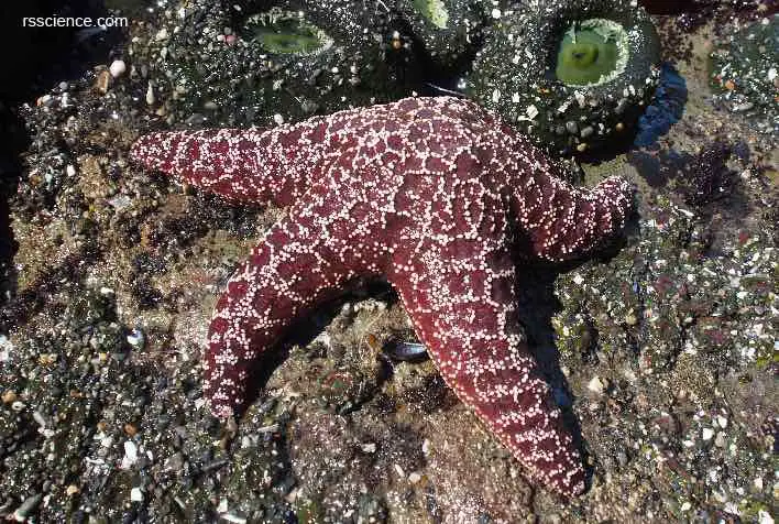 red-sea-star