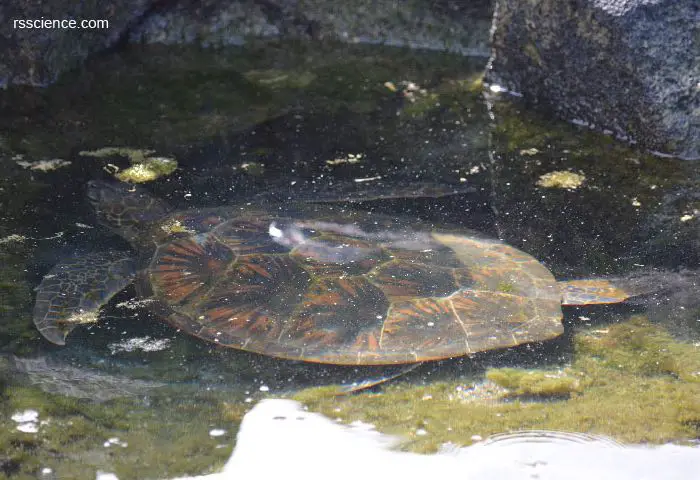 sea-turtle