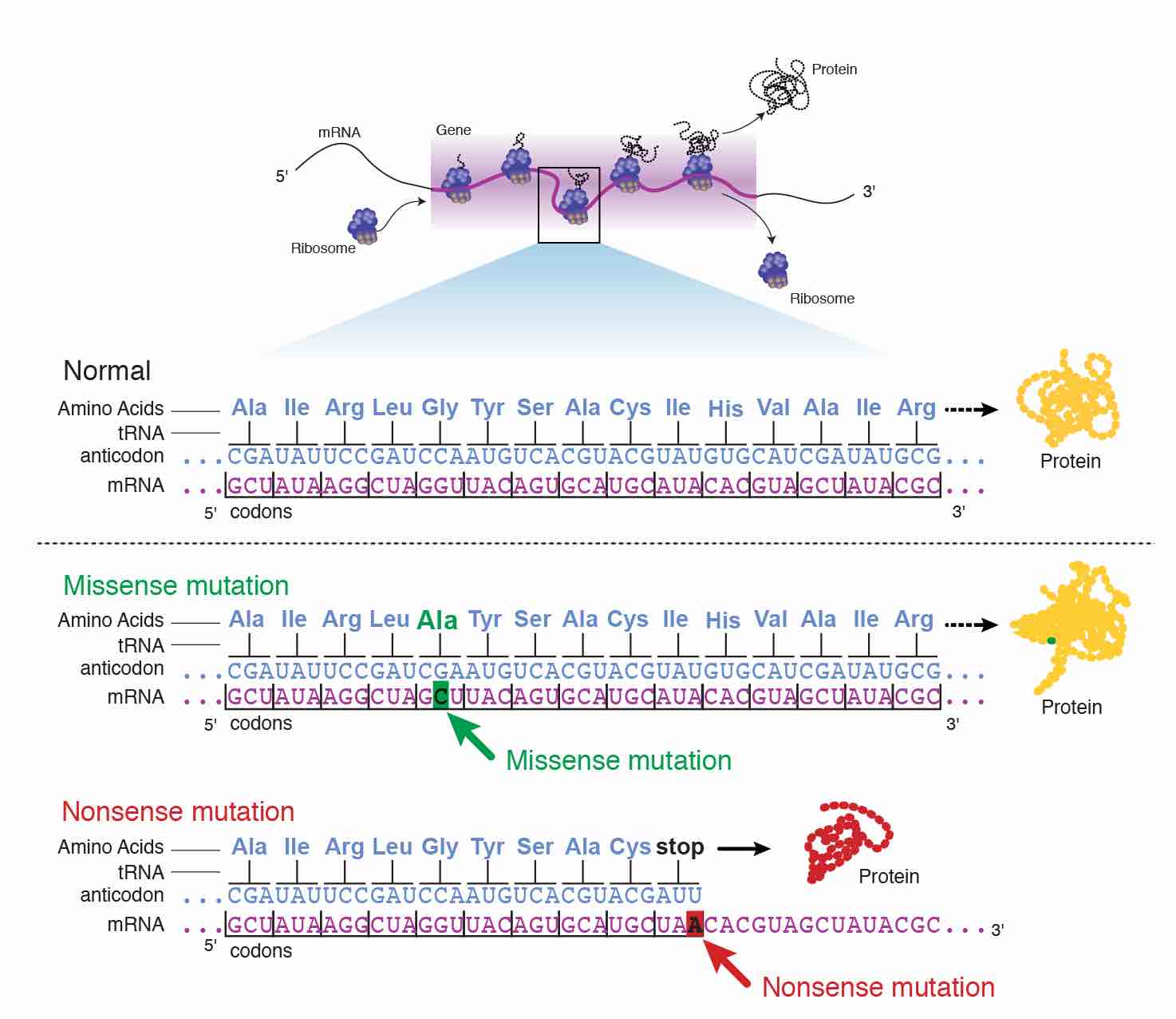 How to Read the Amino Acids Codon Chart? Code and mRNA