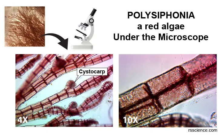 silky-red-algae-microscope