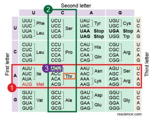 How to Read the Amino Acids Codon Chart? - Genetic Code and mRNA ...
