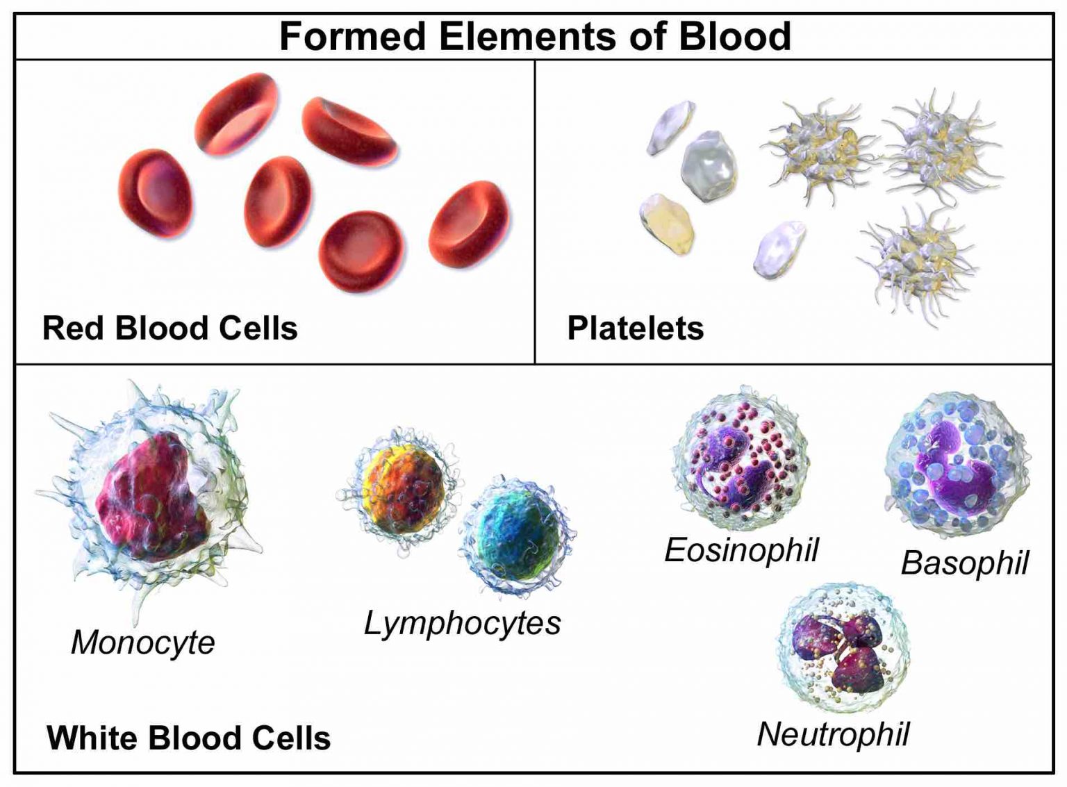 Red Blood Cells Definition, Biology, and Observation under the Microscope